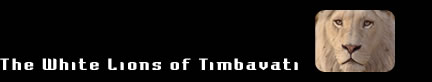 White Lions of Timbavati